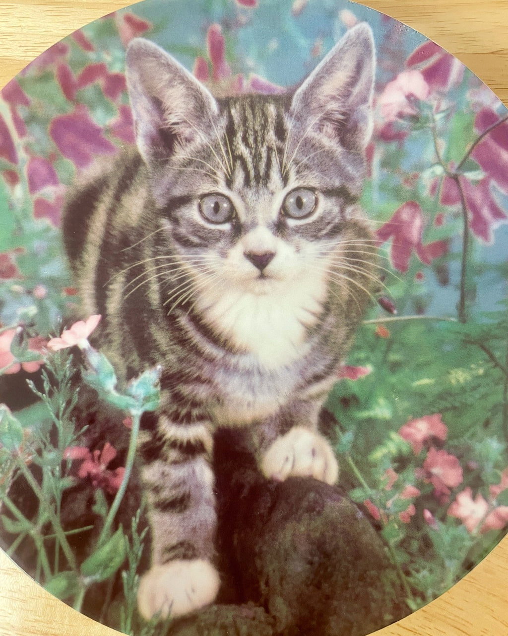 Cat Decorative Plate - 'King of the Castle'